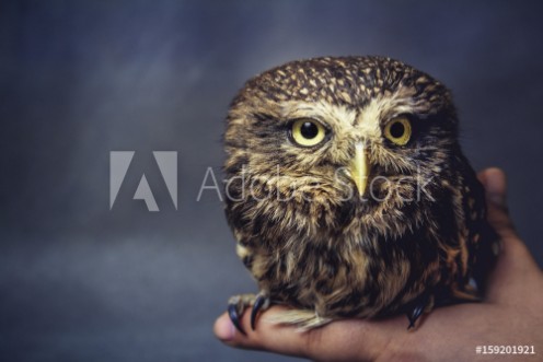 Picture of Portrait of a tamed owl on the arm
